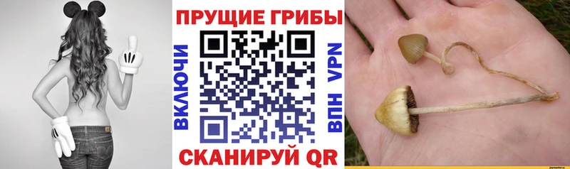 Псилоцибиновые грибы Magic Shrooms  Зуевка 